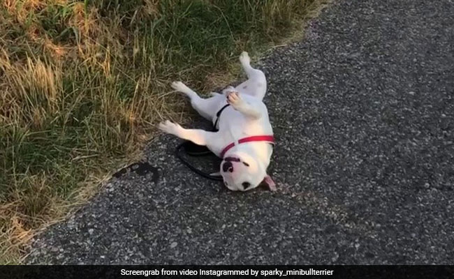 सुपरमार्केट में थककर लेट गया कुत्ता, मालिक ने किया ऐसा काम, फिर बोले- 'बहुत आलसी है ये...' देखें Video