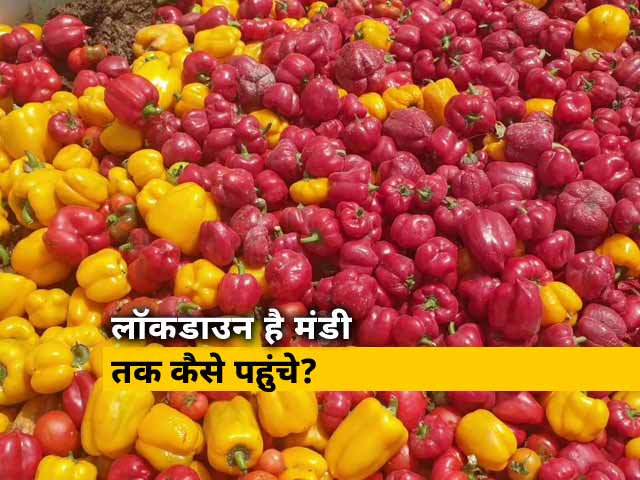 लॉकडाउन का कहर किसानों पर, खेतों में सड़ रही हैं सब्जियां