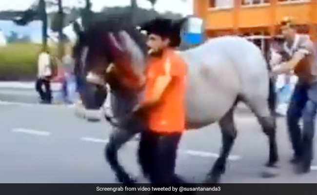 पीछे से शख्स ने पकड़ी घोड़े की पूंछ तो दोनों टांगें उठाकर ऐसे लिया बदला... देखें Video