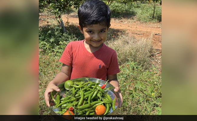 प्रकाश राज लॉकडाउन में फार्महाउस पर गुजार रहे हैं समय, शेयर की काजू, केले, आम और कटहल की Photo