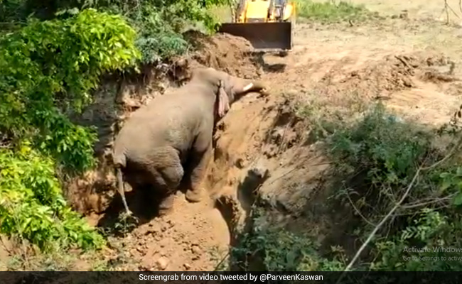 अचानक 15 फीट गहरी खाई में जा गिरा हाथी, कई घंटों तक चीखता रहा, किसान ने देखते ही किया ऐसा... देखें Video