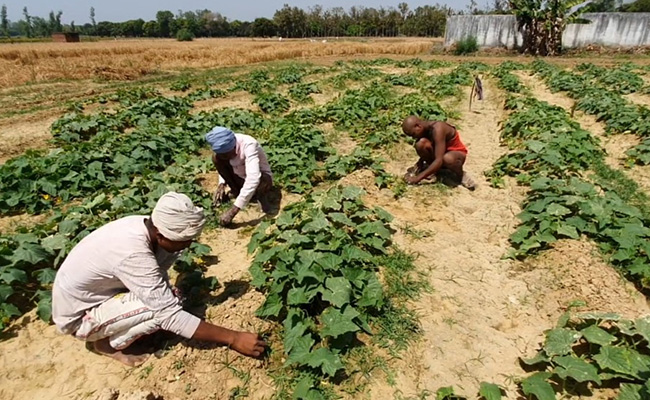 In Rural UP, Farmers Worried About Big Machines, Transport As Harvest Season Starts