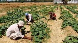"Irreparable Loss For Farmers": BRS On Poll Body Order Pausing Aid