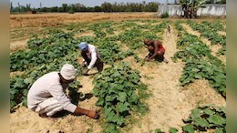 Budget For Agriculture During 2014-22 Reached Rs 6.22 Lakh Crore: Minister