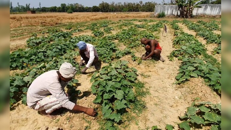 Budget For Agriculture During 2014-22 Reached Rs 6.22 Lakh Crore: Minister