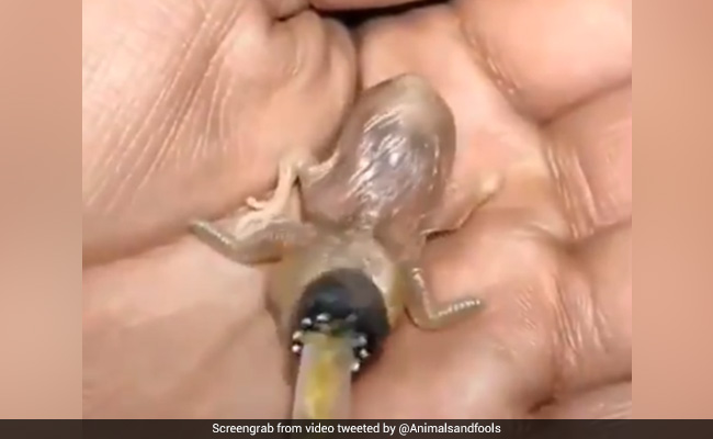 स्ट्रॉ से खाना खाते हुए दिखा 'अजीबोगरीब चिड़िया' का बच्चा, वीडियो ने मचाया तहलका