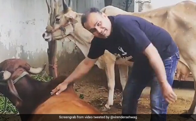 Coronavirus Lockdown में वीरेंद्र सहवाग कर रहे हैं गौसेवा, बोले- गाय हमारी माता है..देखें VIDEO Coronavirus Lockdown में वीरेंद्र सहवाग कर रहे हैं गौसेवा, बोले- गाय हमारी माता है..देखें VIDEO