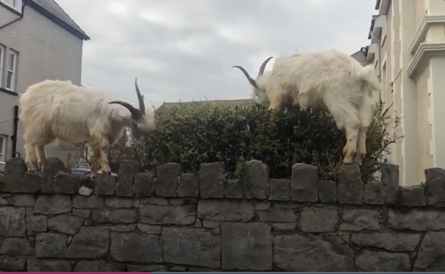 Goats Run Amok In Welsh Town During Lockdown, Feast On Whatever They Find