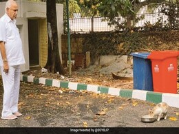 Story Of BS Yediyurappa, A Cat And A Lesson In Social Distancing Story Of BS Yediyurappa, A Cat And A Lesson In Social Distancing
