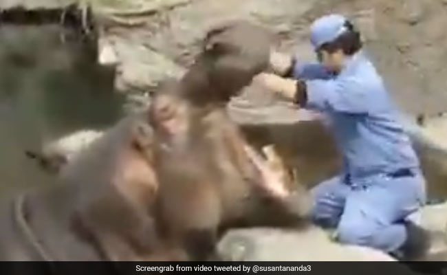 पानी से बाहर निकला गैंडा तो शख्स ने मुंह के अंदर डाल दिया अपना हाथ और फिर हुआ ऐसा... देखें पूरा Video