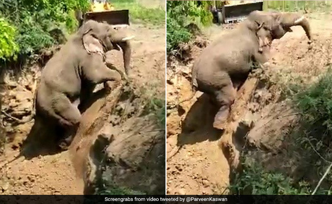 Rescuers Cheer As Elephant Climbs Out Of 15-Foot Ditch In Andhra. Watch