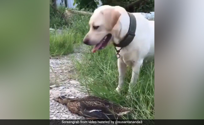 कुत्ते से बचने के लिए बत्तख करने लगी मरने की एक्टिंग, नजरें चुराकर ऐसे लगा दी दौड़... देखें Video