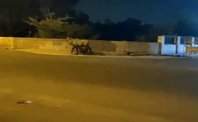 लॉकडाउन के दौरान दिल्ली के 'पुलिस ट्रेनिंग स्कूल' के पास घूमते नजर आई नीलगाय, देखें वीडियो