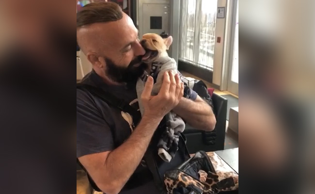 Hairdresser Pays $50,000 To Clone His Bulldog, Make Quarantine Bearable