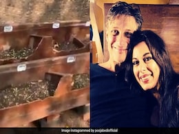 पूजा बेदी के मंगेतर लॉकडाउन में बागवानी करते आए नजर, एक्ट्रेस ने Video शेयर कर कहा- और इंतजार नहीं कर सकती... पूजा बेदी के मंगेतर लॉकडाउन में बागवानी करते आए नजर, एक्ट्रेस ने Video शेयर कर कहा- और इंतजार नहीं कर सकती...