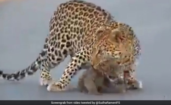 तेंदुए के बच्चे पार कर रहे थे सड़क, बीच में रुककर लोगों को देखने लगा तो मां ने जबड़े से पकड़ा और फिर... देखें Video