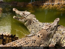 Yikes. Hunt For Crocodiles After Unknown Number Go Missing Yikes. Hunt For Crocodiles After Unknown Number Go Missing