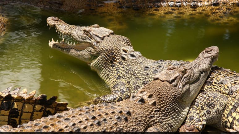 Crocodiles on the Road: सड़कों पर खतरनाक मगरमच्छों का आतंक,  सुनसान सड़क पर कर रहे थे तफरी, लोगों में खौफ 