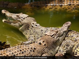 Crocodiles on the Road: सड़कों पर खतरनाक मगरमच्छों का आतंक,  सुनसान सड़क पर कर रहे थे तफरी, लोगों में खौफ  Crocodiles on the Road: सड़कों पर खतरनाक मगरमच्छों का आतंक,  सुनसान सड़क पर कर रहे थे तफरी, लोगों में खौफ