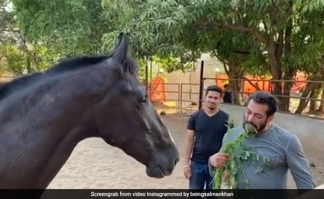 Salman Khan Had Breakfast With His Horse - True Story. Guess What They Ate?