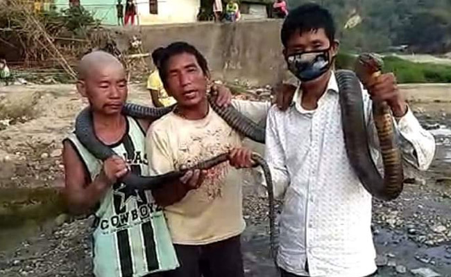 Amid Lockdown, Arunachal Hunters Kill King Cobra For Meal