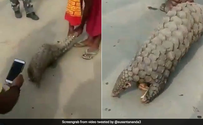 World's Most Trafficked Mammal Rescued In Jharkhand. Watch