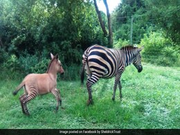 केन्या के इस जंगल में हुआ जेबरा और गधे का बच्चा, नाम पड़ा Zonkey केन्या के इस जंगल में हुआ जेबरा और गधे का बच्चा, नाम पड़ा Zonkey