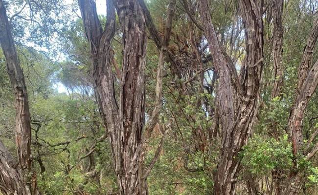 There's A Snake Hiding In Plain Sight In This Pic. Can You Find It?