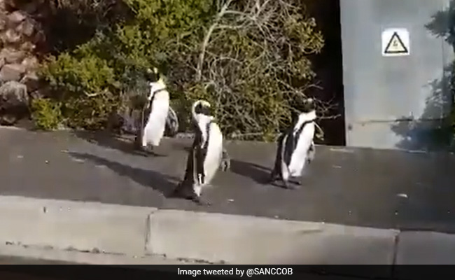 Viral Video: Penguins Waddle Around Empty Streets Amid Lockdown