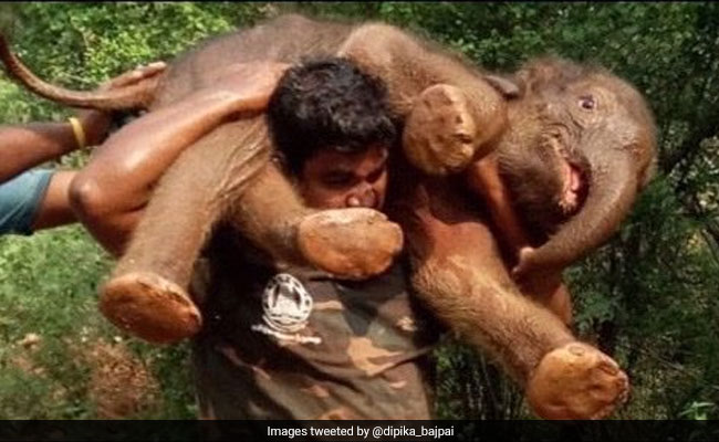 When A Tamil Nadu Forest Guard Carried A Baby Elephant On His Shoulders