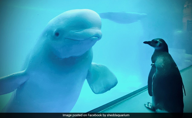Penguin Visits Whales At Aquarium Closed Due To Coronavirus. Watch
