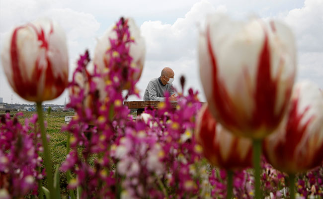 "Had No Choice": Japan Cancels Tulip Festival, Cuts 100,000 Flowers
