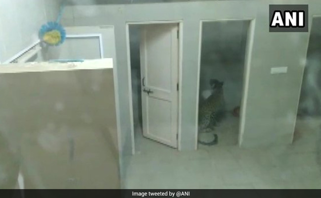 Leopard Enters Hospital Washroom In Gujarat, Rescued