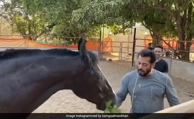 सलमान खान घोड़े के साथ पत्तों का नाश्ता करते आए नजर, Video शेयर कर बोले- प्यार के साथ ब्रेकफास्ट...