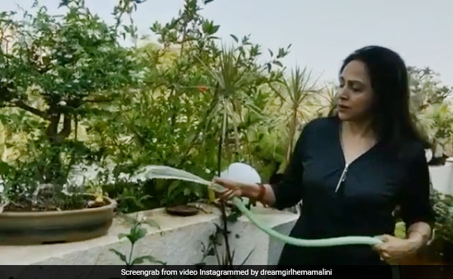 धर्मेंद्र फार्म हाउस पर सब्जियों का ले रहे हैं लुत्फ तो हेमा मालिनी भी यूं बागवानी करती आईं नजर- देखें Video