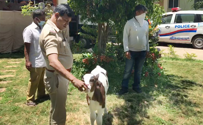 Bengaluru Cop Rescues Calf From Speeding Car. Now They Are Inseparable