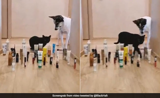 Cats vs Dogs: No Prizes For Guessing Who Wins Obstacle Course Every Time