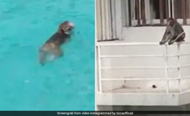 Viral Video: लॉकडाउन में मौका पाकर बंदरों की टोली ने की 'पूल पार्टी, खिड़कियों पर चढ़ स्विमिंग पूल में खूब लगाई छलांग