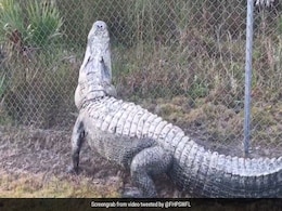 Massive Alligator Found Wandering On Road. Video Shocks Internet Massive Alligator Found Wandering On Road. Video Shocks Internet
