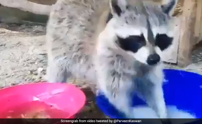 Watch: A Raccoon Gives Lessons In Hand Washing Amid Coronavirus Crisis