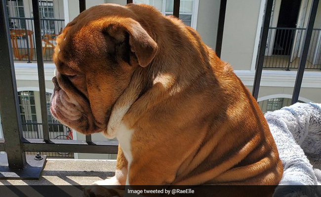 बच्चों को खेलता देख कुत्ते ने बालकनी में खड़े होकर दिया ऐसा रिएक्शन, फोटो ने मचाया तहलका