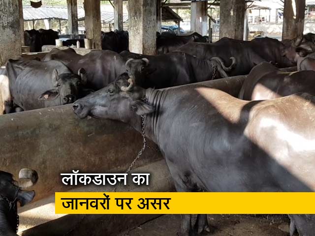 आरे मिल्क कॉलोनी में जानवरों के लिए चारे का संकट