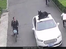 कुत्ते को ऊपर बिठाकर मालिक ने चलाई कार, ब्रेक लगते ही फिसला तो हुआ ऐसा, देखकर डर गए लोग- देखें Viral Video कुत्ते को ऊपर बिठाकर मालिक ने चलाई कार, ब्रेक लगते ही फिसला तो हुआ ऐसा, देखकर डर गए लोग- देखें Viral Video