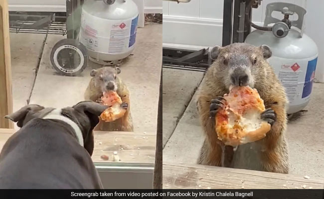 A Groundhog Taunts Dogs With Pizza In The Funniest Video You'll See Today