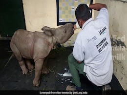 In Kaziranga, Officials On A Mission To Reunite Lost Baby Rhino With Mother In Kaziranga, Officials On A Mission To Reunite Lost Baby Rhino With Mother