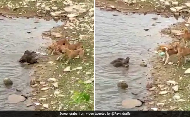 बच्चों को बचाने के लिए कुत्तों से भिड़ गया यह जानवर, नदी से बाहर आकर ऐसे किया पलटवार- देखें फाइट का पूरा Video