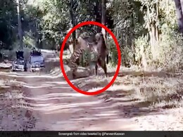 जंगल में भिड़ गए दो खूंखार बाघ, दहाड़ सुन निकल गईं लोगों की चीखें... देखें पूरा Video जंगल में भिड़ गए दो खूंखार बाघ, दहाड़ सुन निकल गईं लोगों की चीखें... देखें पूरा Video
