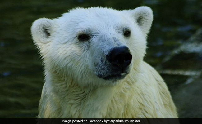 This Zoo May Feed Some Animals To Others To Stay Afloat During Lockdown