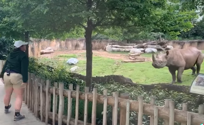 Excited Rhino Runs "Like A Puppy" On Seeing His Zookeeper. Watch