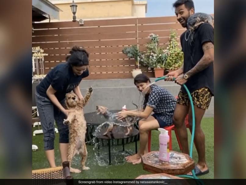Hardik Pandya, Natasa Stankovic's Video Of Giving Pet Dogs A Bath Rules Instagram